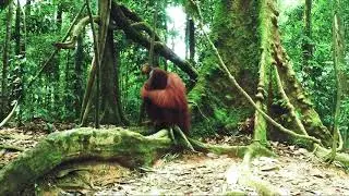 orangutan (people of the forest)