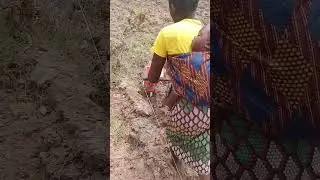 planting using a hand pushed planter (3)