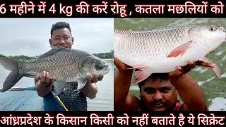 6 महीने में 4 kg की करें रोहू , कतला मछली को ।। कतला , रोहू को 6 महीने 4 kg ऐसे करें ।। Rohu Fish