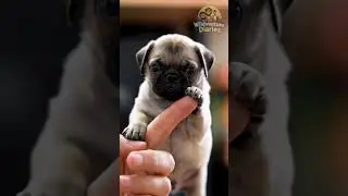 Hyper-Realistic Tiny Pug on a Finger 🐾 #cute #rescue #story #animals #cuteanimal
