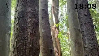 Stitch in Timer - Minnamurra Rainforest Walk - Budderoo National Park