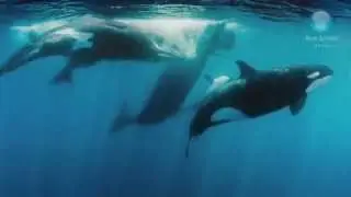 Orcas vs Sperm Whales