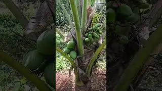 Malayan green dwarf coconut tree