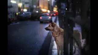 a nighttime stroll in the city! nintendogs music + city ambience