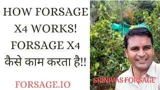 How Forsage X4 works ! FORSAGE X4 कैसे काम करता है !! Srinivas Forsage .