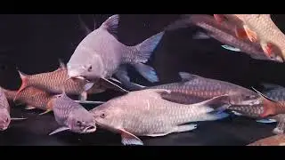 C&aacute; ngựa v&acirc;y xanh Đồng Nai ( Dongnaiensis Blue-fin Mahseer ). Tor Dongnaiensis. Ken Nhi Shop. 