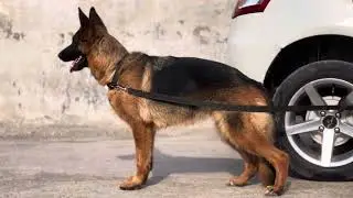 Show quality German Shepherd, female short hair, fresh Female