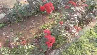 RADHA BAUG 1 - Medium.m4v
