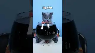 Стой, Оскар!! Пожалуйста, не трать их зря! 🥐🍷 | Не трать еду зря #funnycat #catsoftiktok #shorts