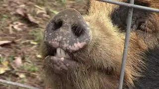 Building our Idaho Pasture Pig Sows maternity pen & farrowing house | Introducing her to the Farm