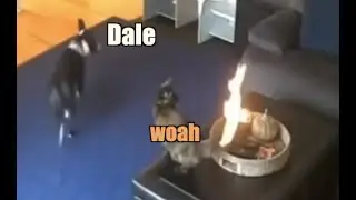 Cat vs Fire