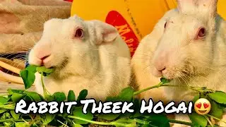 Finally My Rabbit Is Recovered | Hum or Parinday |
