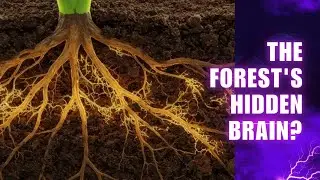 The Secret Language of Trees: Earth's Hidden Social Network Revealed