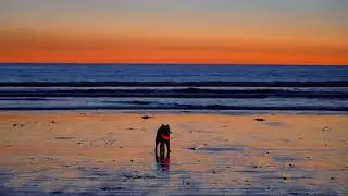 Sunset Surfing in California &ndash; Dolphins & a Cute Dog Cameo! 🌊🐬🐶