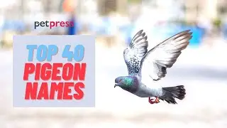 Pigeon Names - Top 40 Name Ideas For A Pet Pigeon!