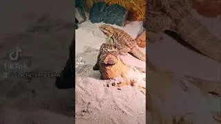 So schnell 😱#short #shorts #shortsvideo #shortvideo #bartagame#reels #reptile #terrarium#f&uuml;tterung
