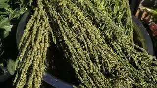 How to Collect & Save Callaloo | Amaranth Greens Seeds | Jamacian Callaloo Greens Seeds