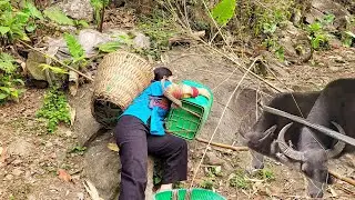 Hmong girl - How to - Gardening Process - GrowVegetables & cabbage & Buffalo farming | L&yacute; Thị Say