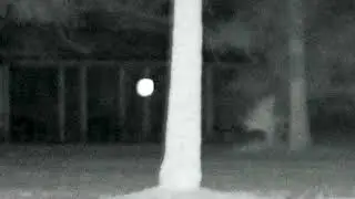 Are Orbs Real? Proof Of Unexplained Life | What Are The Orbs In The Forest