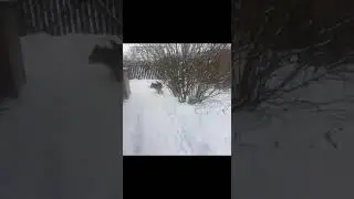 Прогулка Фролы