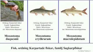 Fisk, ordning Karpartade fiskar, familj Sugkarpfiskar moxostoma catostomus fish nigricans insignis