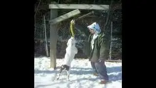 OVERSIZE PIT BULL ON A REAL SPRING POLE(albany lou)