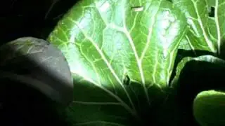 Natural and Organic Slug and Snail Control at Midnight