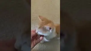 Video of adoptable pet named Willow