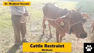 Field Restraint - Cattle || Methods - Dr. Maqbool Hussain