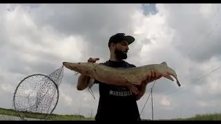 4 FOOT FISH WHILE ROADSIDE FISHING!!!