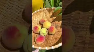 Peach picking #2025 #youtubeshorts #peaches