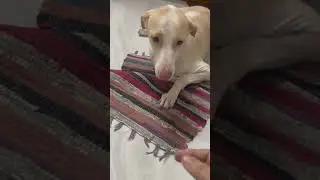 Podian #nativebreeddogs #dogowner #rajapalayam #nativedogs #lovedog #funny #shorts
