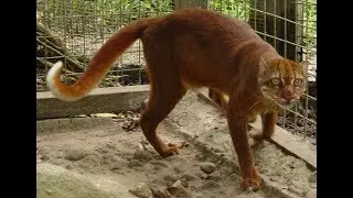 Kočka bornejsk&aacute; (Catopuma badia)