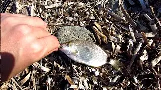 Light Rock Fishing (LRF) for annular seabream / isparoz, Izmir - Turkey