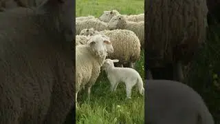 Sleep Prayer & Scripture - Follow the Shepherd's Voice to Peaceful Sleep & Rest.