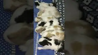 #rabbit #highlights #cute #bunny #youtubeshorts
