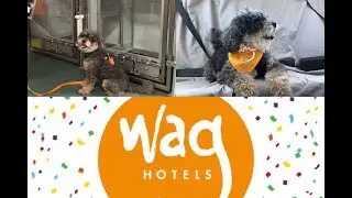 Wag Dog Hotel Hollywood