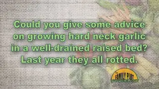 How do I keep my garlic from rotting in the ground?