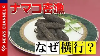 【28時間逃走】ナマコ密漁で５人逮捕、ナゼ？？＜NEWS CH.4＞