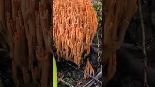 Coral mushroom Ramaria botrytis, atau juga dikenali sebagai cauliflower mushroom.
