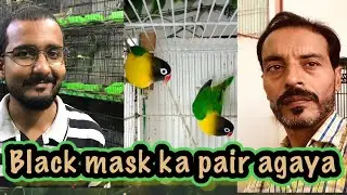 Love bird black mask