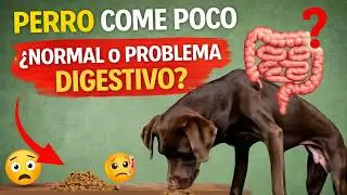 Mi perro come poco &iquest;es normal o es un problema digestivo?
