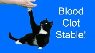 My cat's blood clot is stable! 👍