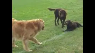 Murray River Curly Coated Retrievers and a Yellow Flat Coat Retriever