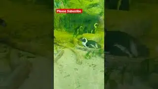 Penguins #animal #shorts #pets #trendingshorts #penguin