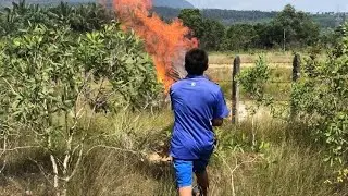 HOW TO REMOVE HORNET ' S NEST  FROM A FARM | Fried Hornet Recipe