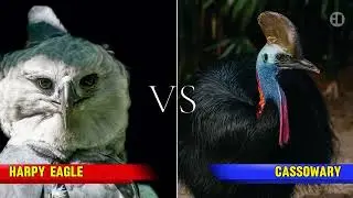 Harpy eagle vs Cassowary: Who would win?