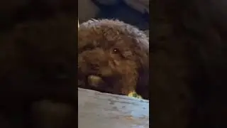 Doug&rsquo;s impression of Todd Standing&rsquo;s &ldquo;Jake&rdquo;