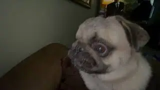Silly Pug Boy