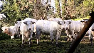 La FBB intervient pour sauver une soixantaine de bovins dans le Val-d’Oise !